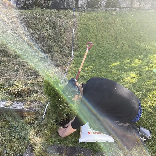 Nærbutikk av nyplantede, grønne busker langs gjerdet i en hage.