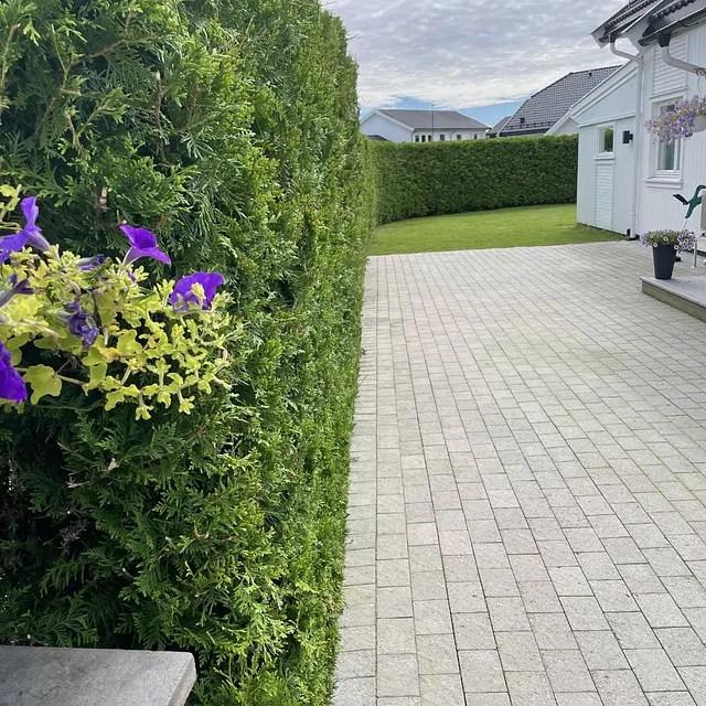 Tujahekk og brostein foran hvitt bolighus