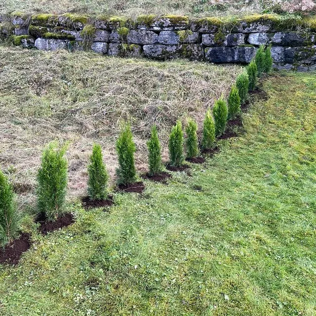 En rekke med nylig plantede små tuja- eller nåletrær på rad i en grønn plen.